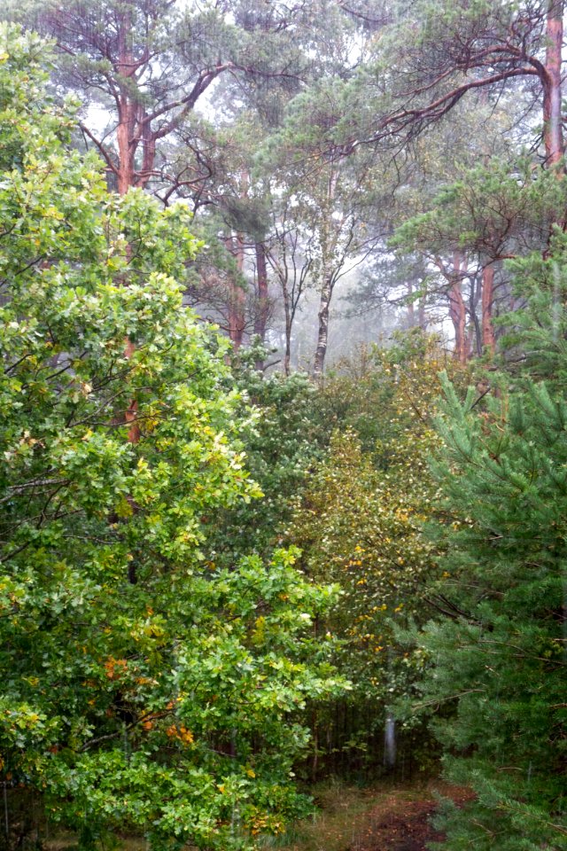 Heavy rain in the forest