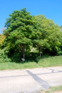 Heath Hill Avenue, Bevendean (May 2020) (3)
