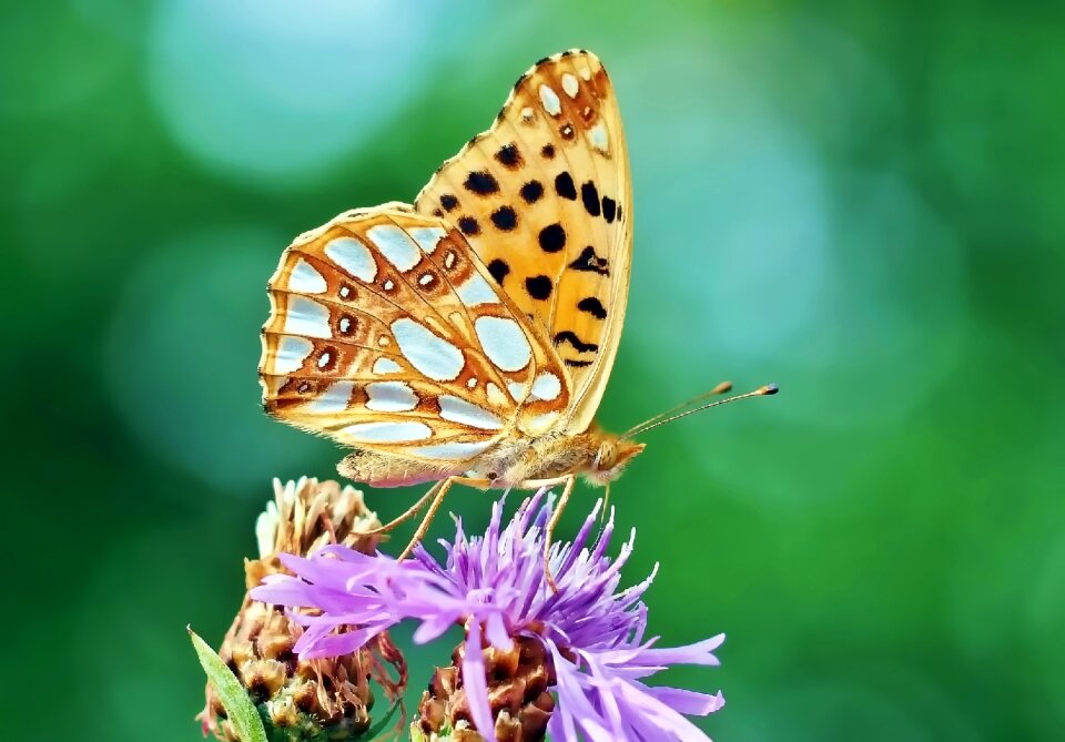 Butterflies edelfalter flower