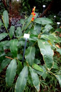 Hedychium horsfieldii - Botanischer Garten, Dresden, Germany - DSC08599