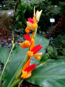 Hedychium horsfieldii - Botanischer Garten, Dresden, Germany - DSC08601