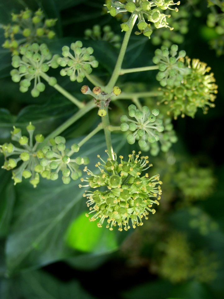 Hedera helix 2019-09-28 Dormont 01