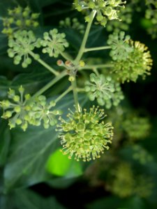 Hedera helix 2019-09-28 Dormont 01