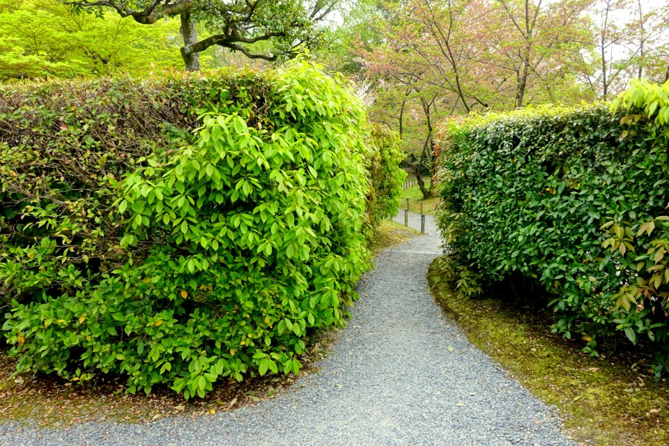 Hedges - Shōsei-en - Kyoto, Japan - DSC06888