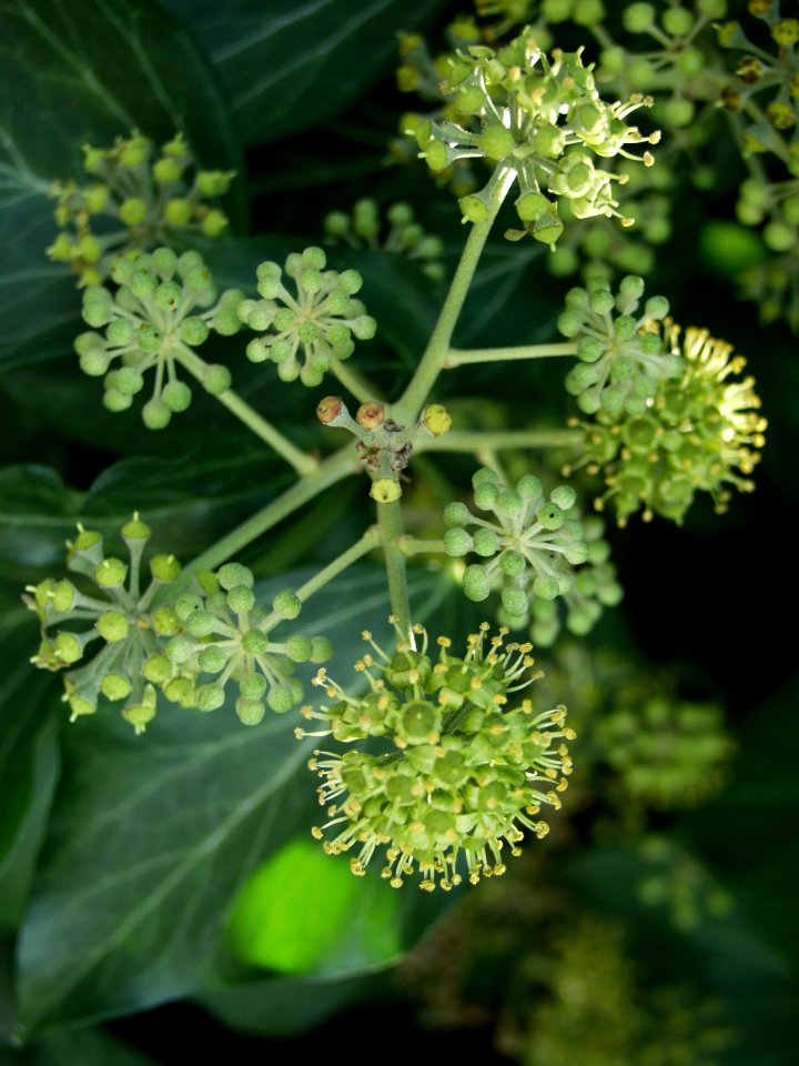 Hedera helix 2019-09-28 Dormont 06