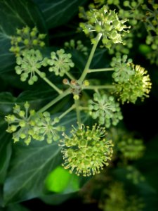Hedera helix 2019-09-28 Dormont 06