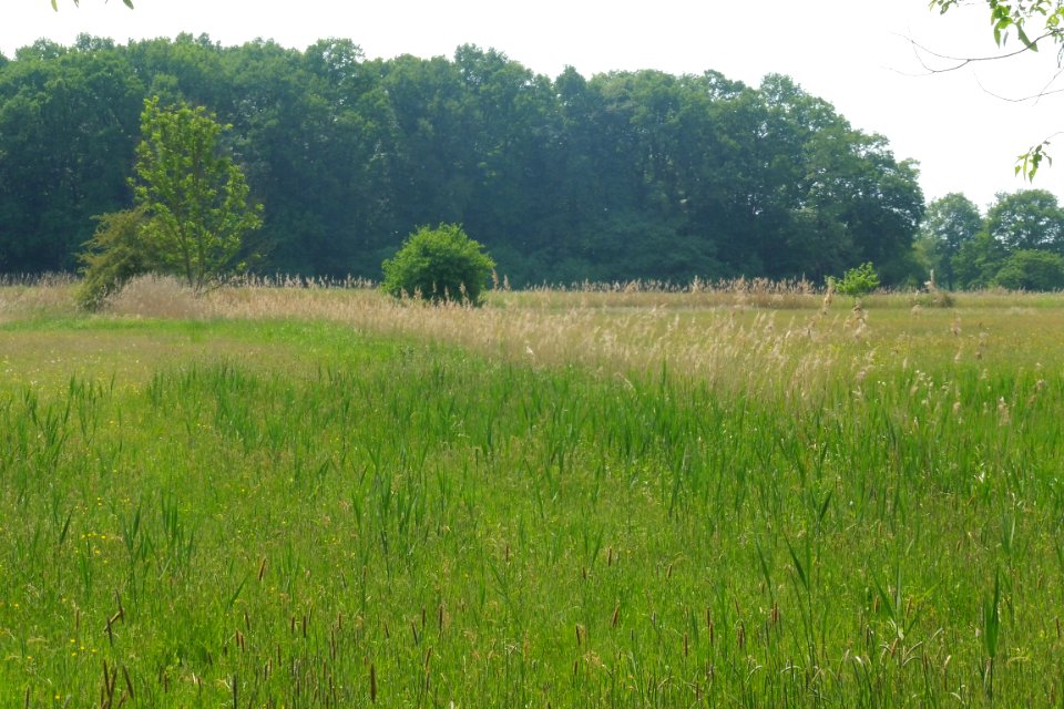 Hederaue mit Thüler Moorkomplex - 3