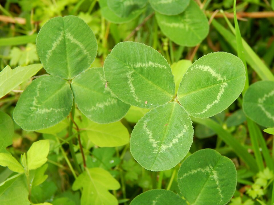 Leaves green good luck