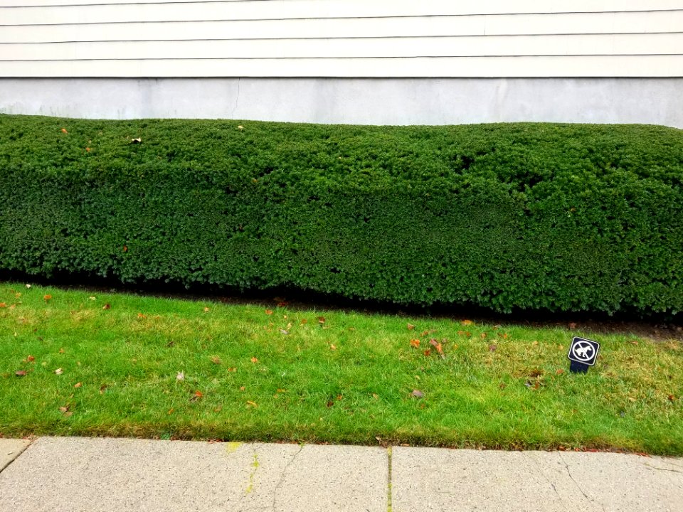 Hedge - Arlington, MA - 20201127 095109