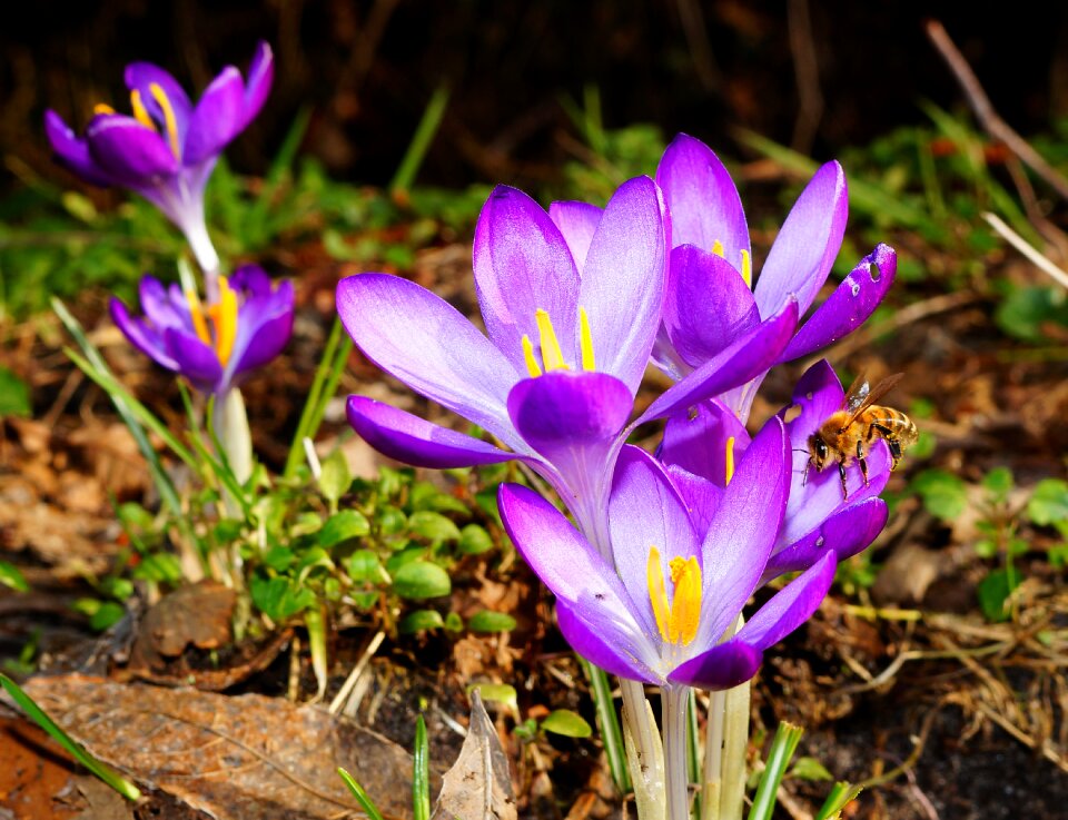 Spring spring flower purple