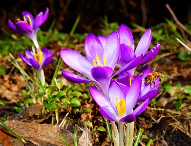 Spring spring flower purple photo