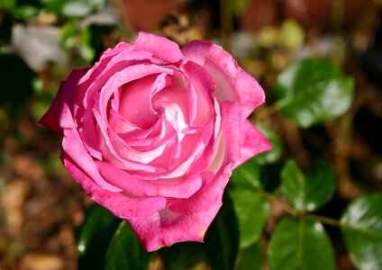 Bloom pink rose pink