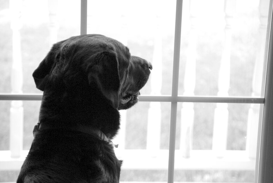 Watching waiting dog