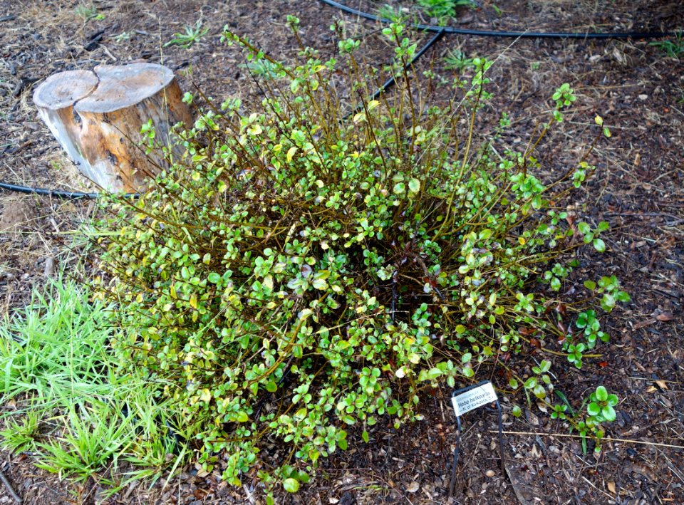 Hebe hulkeana - UC Santa Cruz Arboretum - DSC07556