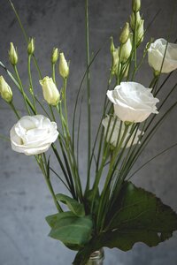 Bloom white white flower