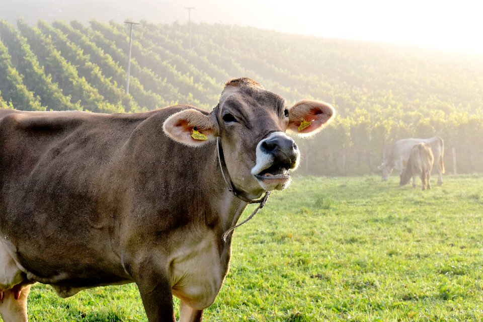 Muhend pasture nature