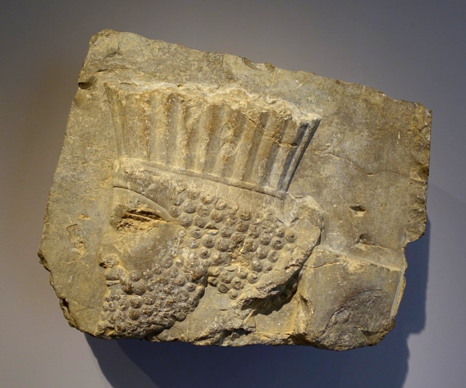 Head of an archer of the royal guard, 2 of 2, from the Palace of Xerxes, Achaemenid Persia, 486-465 BC, limestone - Sackler Museum - Harvard University - DSC01732