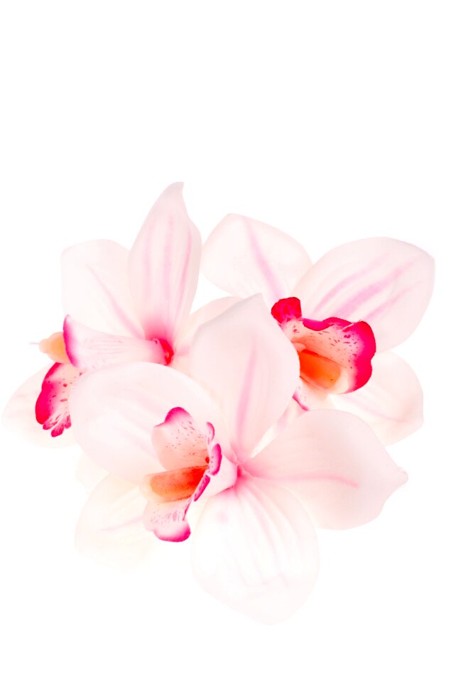 Studio white pink