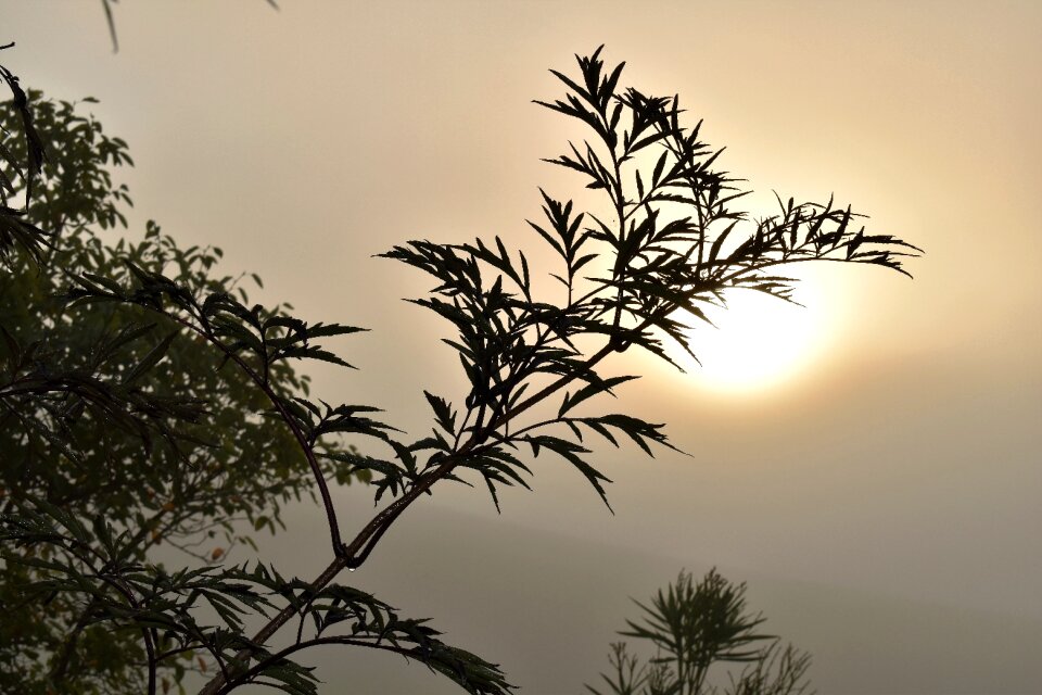 Morning morgenstimmung nature