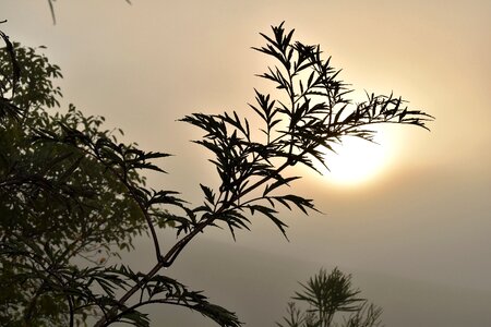 Morning morgenstimmung nature