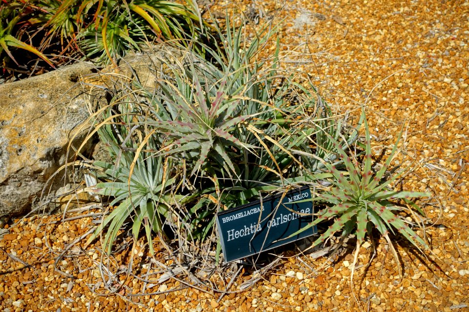 Hechtia carlsoniae - Marie Selby Botanical Gardens - Sarasota, Florida - DSC01278