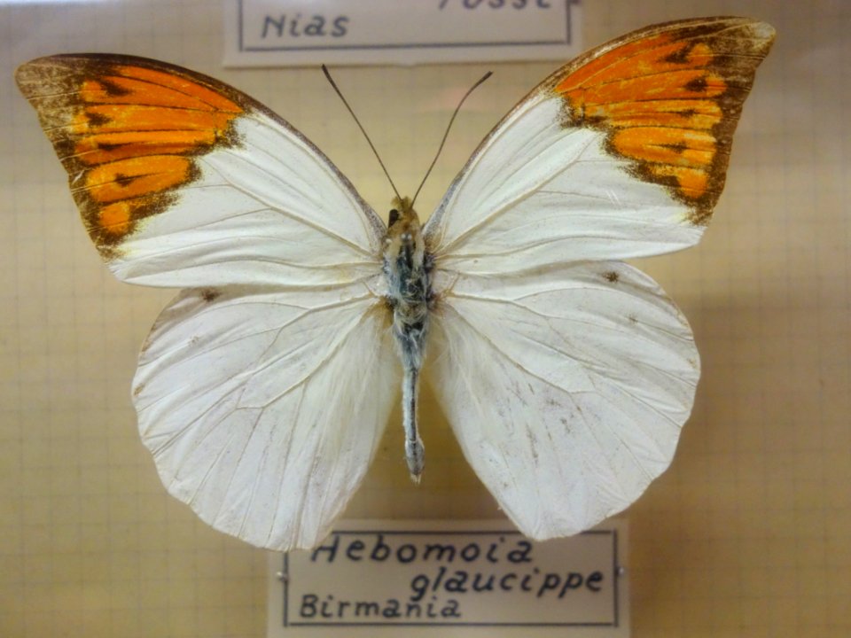 Hebomoia glaucippe - Museo Civico di Storia Naturale Giacomo Doria - Genoa, Italy - DSC03243