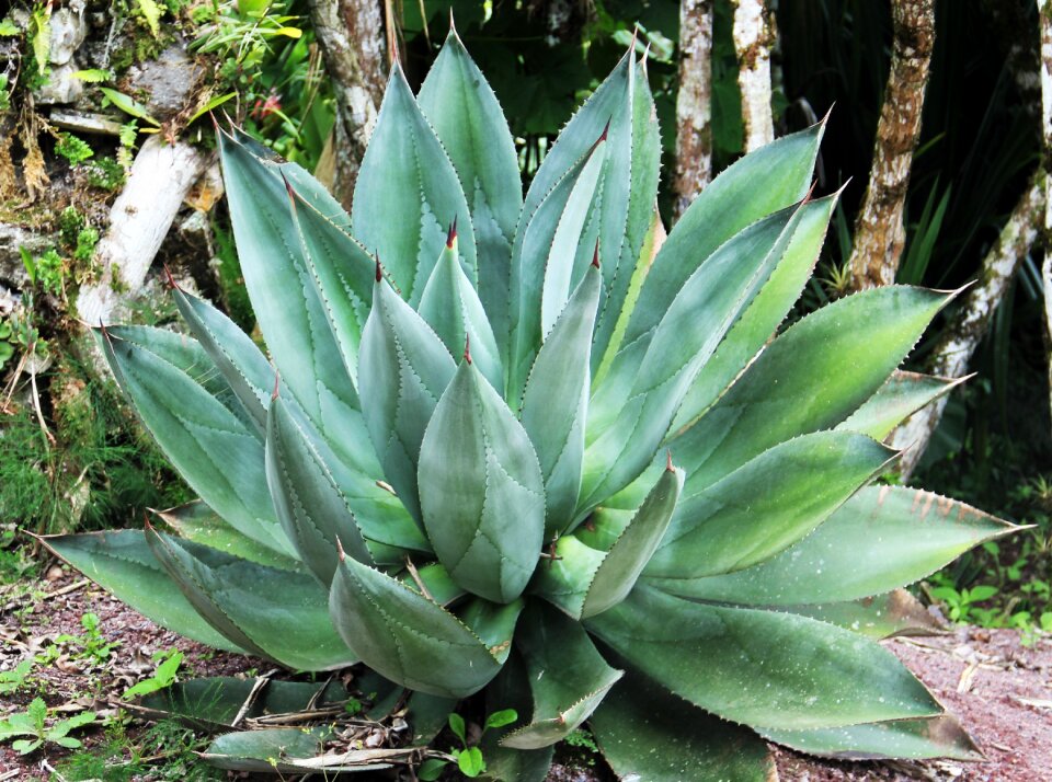 Exotic tropical garden tropical park