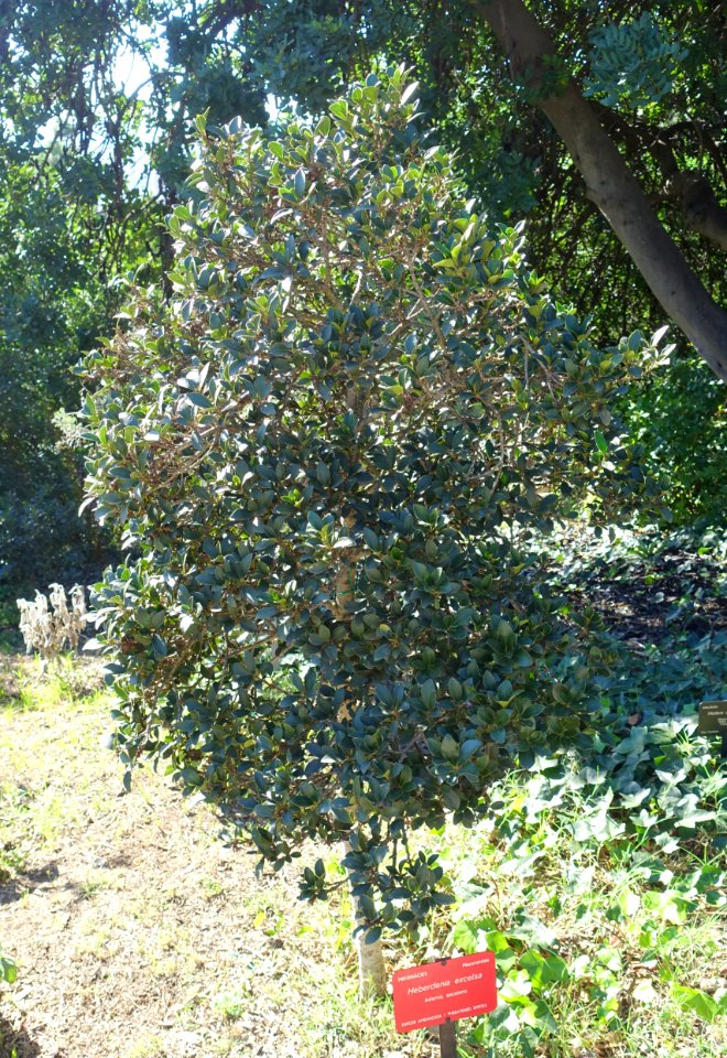 Heberdenia excelsa - Jardín Botánico de Barcelona - Barcelona, Spain - DSC09173