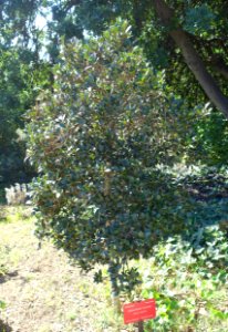 Heberdenia excelsa - Jardín Botánico de Barcelona - Barcelona, Spain - DSC09173