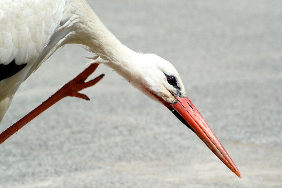 Beak wild scratching