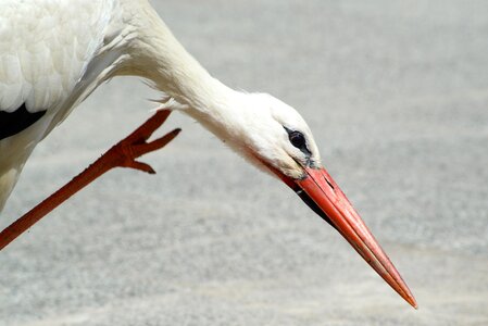 Beak wild scratching