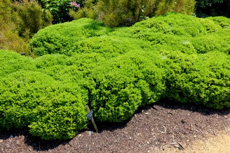 Hebe rakaiensis - Savill Garden - Windsor Great Park, England - DSC05996