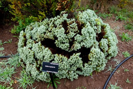 Hebe topiaria - UC Santa Cruz Arboretum - DSC07545
