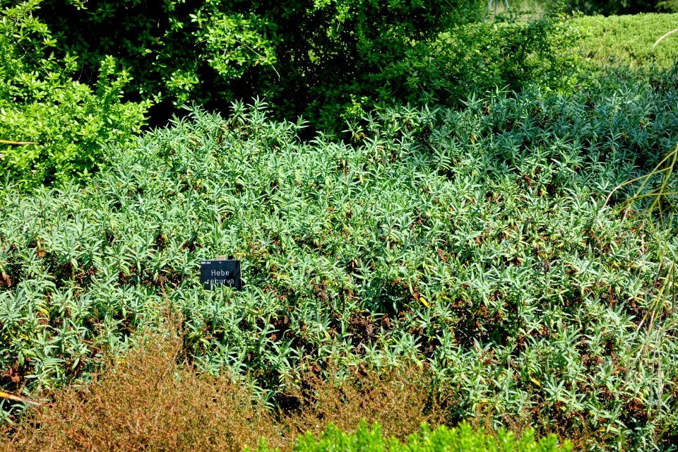 Hebe recurva - Savill Garden - Windsor Great Park, England - DSC05976