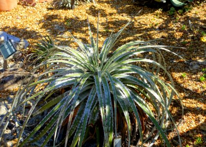 Hechtia mooreana - Marie Selby Botanical Gardens - Sarasota, Florida - DSC01291