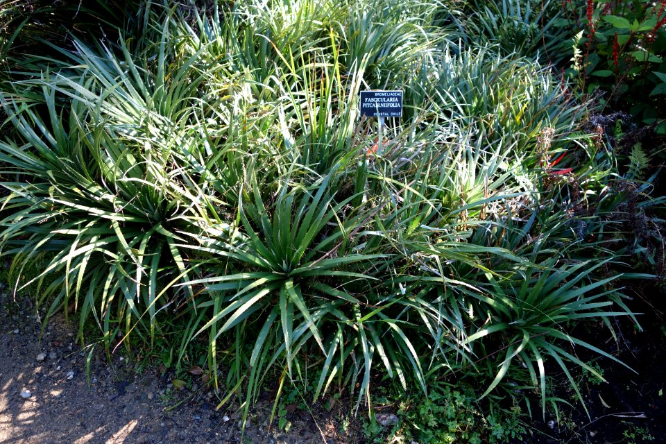 Hechtia pitcairniifolia (Fascicularia pitcairniifolia) - San Francisco Botanical Garden - DSC09834