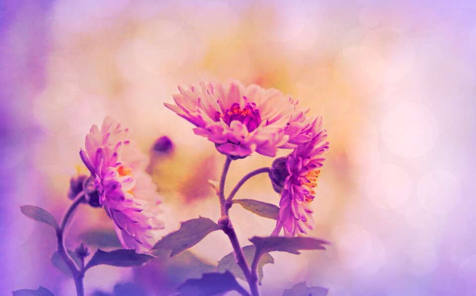 Pink nature spring