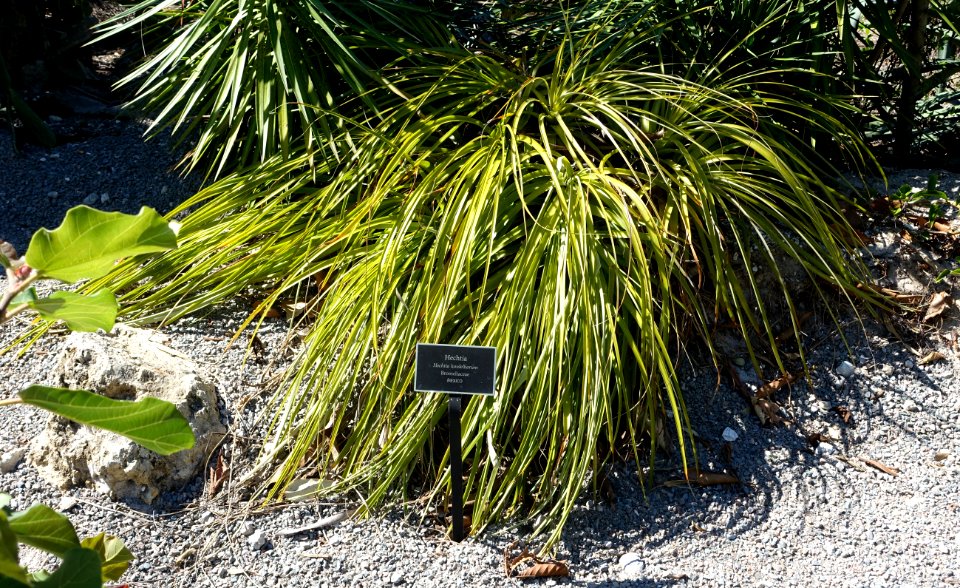 Hechtia lundelliorum - Naples Botanical Garden - Naples, Florida - DSC09911