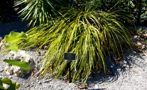 Hechtia lundelliorum - Naples Botanical Garden - Naples, Florida - DSC09911