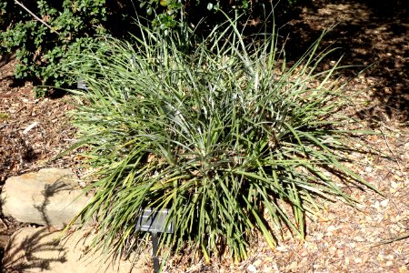 Hechtia pitcairniifolia (Fascicularia pitcairniifolia) - Leaning Pine Arboretum - DSC05611