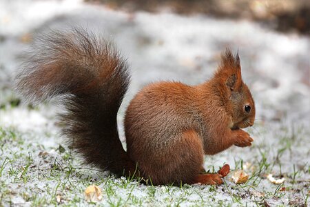 Sciurus vulgaris major winter snow