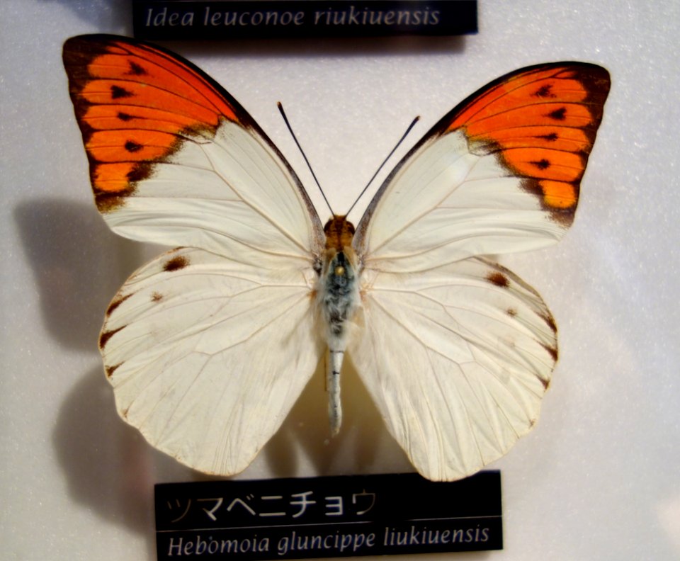 Hebomoia glaucippe liukiuensis - National Museum of Nature and Science, Tokyo - DSC06793