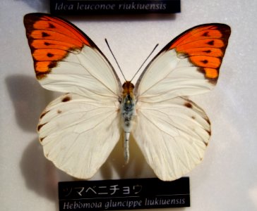Hebomoia glaucippe liukiuensis - National Museum of Nature and Science, Tokyo - DSC06793 photo
