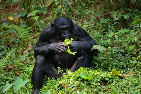 Lola ya bonobo congo kinshasa