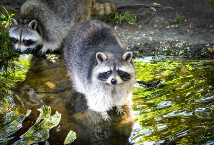 Funny mammal face
