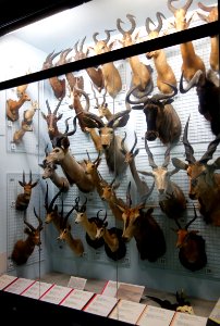Head mount display - Museo Civico di Storia Naturale Giacomo Doria - Genoa, Italy - DSC02906