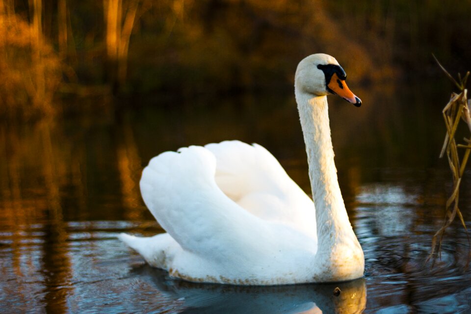 Wildlife wild white
