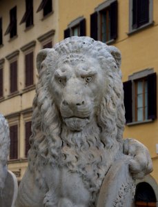 Head lion Florence