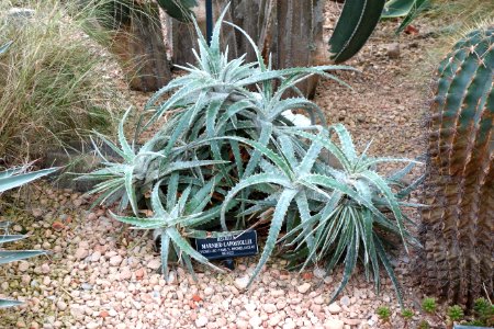 Hechtia marnier-lapostollei - Brooklyn Botanic Garden - Brooklyn, NY - DSC08077