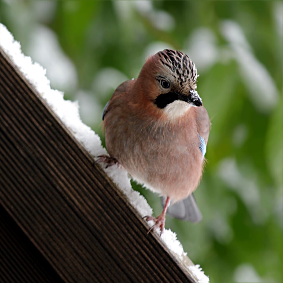 Winter snow foraging